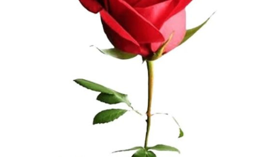 برای روز مادر چه گلی بخریم؟