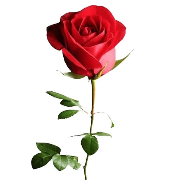 برای روز مادر چه گلی بخریم؟