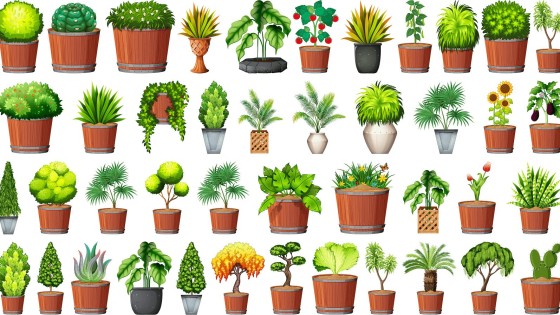 وکتور مجموعه گل های آپارتمانی وکتور مجموعه گل های آپارتمانی