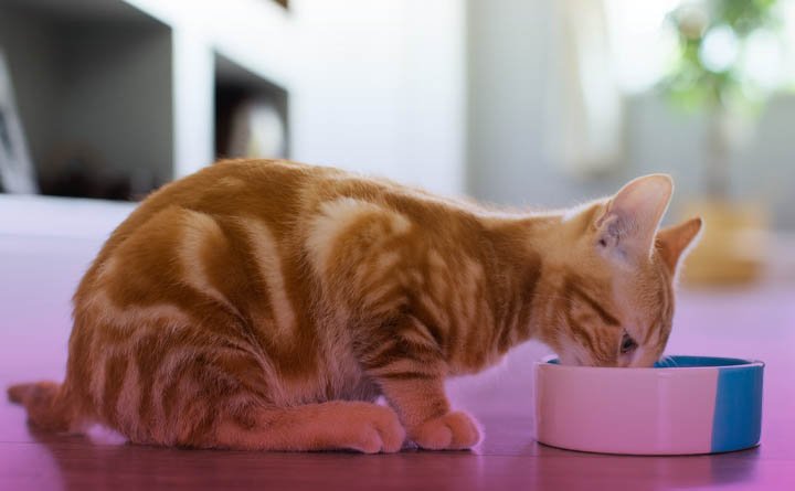 لیست وسایل ضروری گربه + از کجا وسایل گربه ارزان بخریم؟