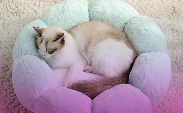 لیست وسایل ضروری گربه + از کجا وسایل گربه ارزان بخریم؟