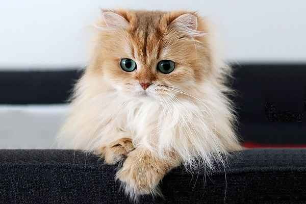 بهترین مرکز خرید و فروش گربه