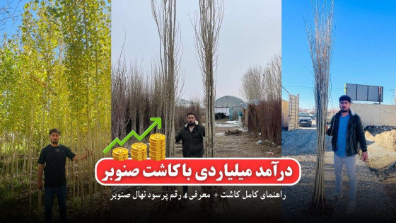 درآمد میلیاردی با کاشت صنوبر: راهنمای کامل + معرفی 4 رقم پرسود نهال صنوبر