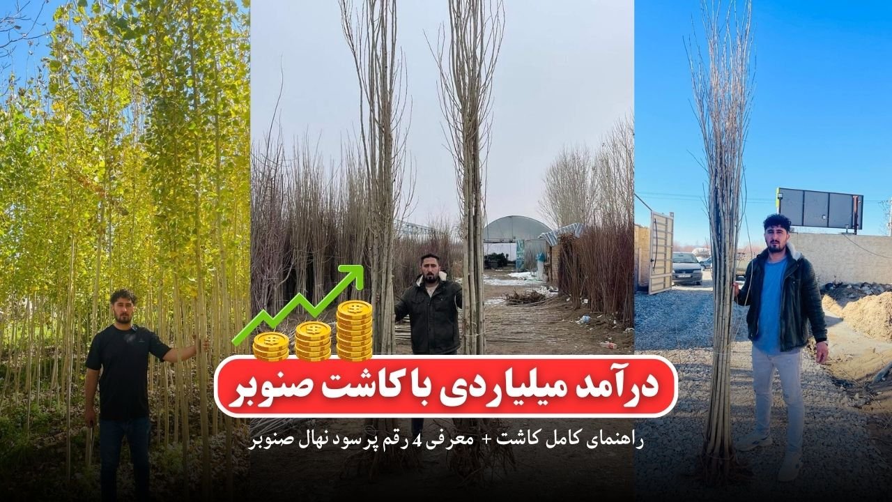درآمد میلیاردی با کاشت صنوبر: راهنمای کامل + معرفی 4 رقم پرسود نهال صنوبر
