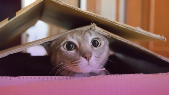 لیست وسایل ضروری گربه + از کجا وسایل گربه ارزان بخریم؟