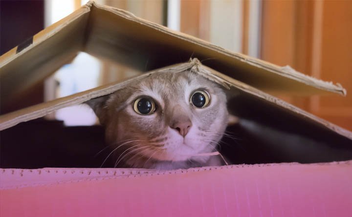 لیست وسایل ضروری گربه + از کجا وسایل گربه ارزان بخریم؟